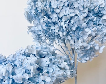 Hochwertig - Konservierte Hortensien - Großer Kopf | Getrocknete Blume Blumenmuster | Natürliche Anordnung | DIY Blumen Hochzeit - Baby Bonnie Blue