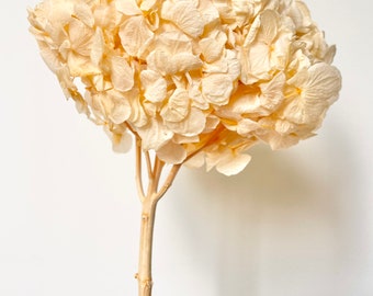 Dried Preserved Hydrangeas - X-Large Head - Ruffled Big Petals | Dried Flower Floral Design - Creamy PEACH