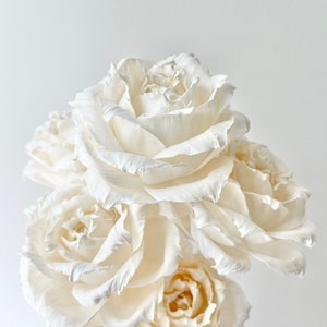 High Quality - HANDMADE SOLA Wood Flower - White X-Large Flexed Rose Full Bloom | Diffuser Reeds | Dried Floral Design | Natural DIY Flowers