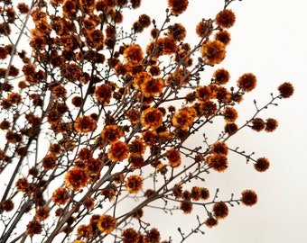 Bunch of Preserved Dried Native Stringlia |Australian Floral Design - FANTA Orange | Natural Arrangement | DIY Flower Wedding Bouquet | Boho