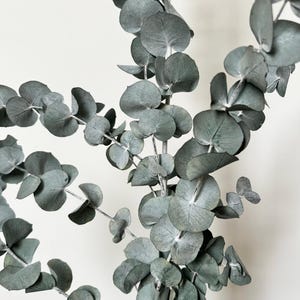 Preserved Dried Native XL Large Eucalyptus Ice BLUE GUM Leave Branch ...