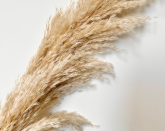 May include: A bunch of dried pampas grass with long, feathery plumes in a light beige color against a white background.