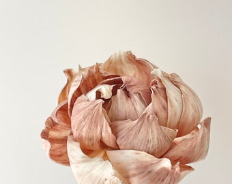 Hohe Qualität - HANDMADE SOLA Holz Blume - Erdbeerblonde Große Pfingstrose | -Diffusor Schilf | Getrocknetes Blumenmuster | Natürliche DIY Hochzeit