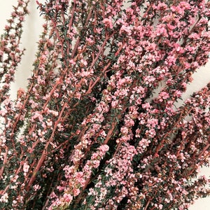 Preserved Dried Bunch of Native Tea Tree | Pink Tones | DIY Dried Flowers Wedding Bouquet | Home Decor