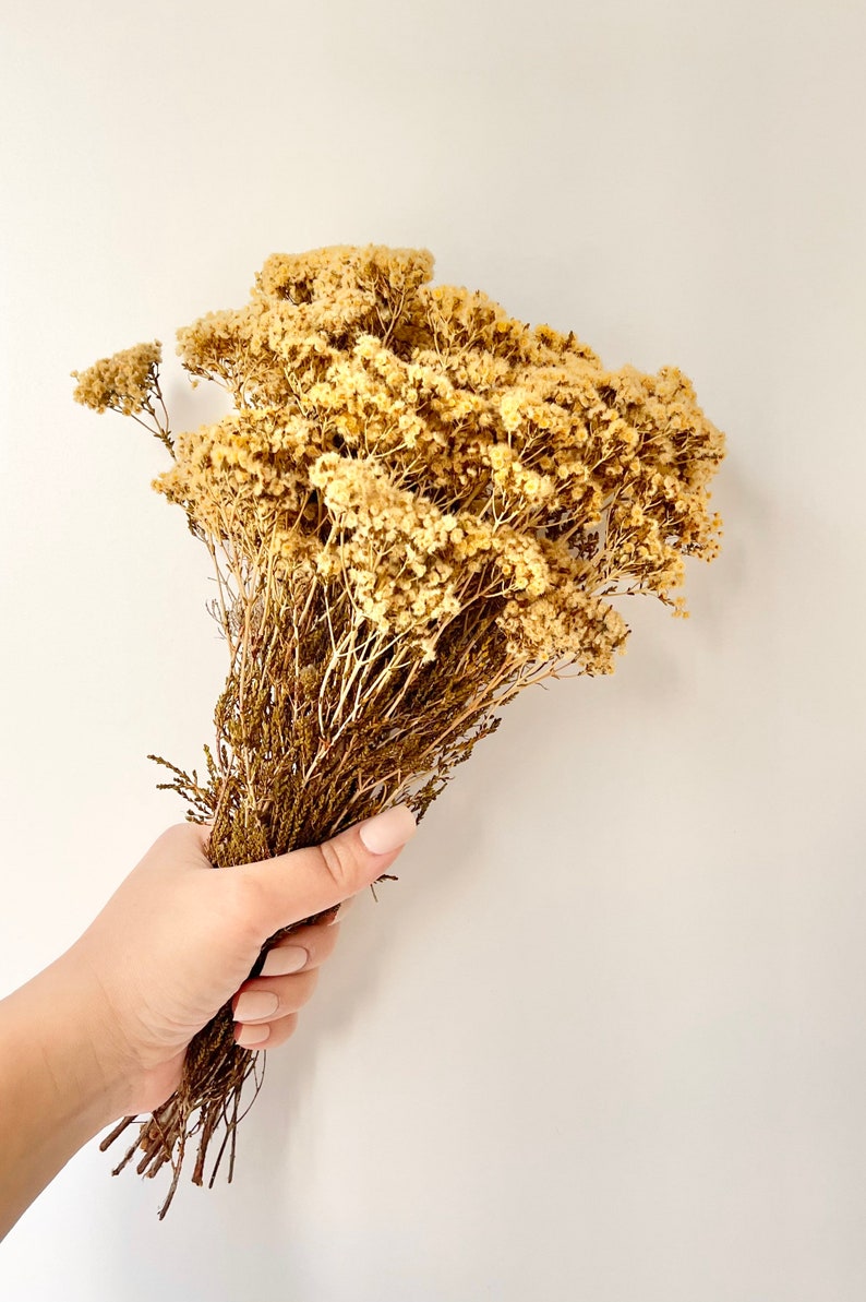 Preserved Dried Native Verticordia Myrtle Feather Fur Flowers Etsy