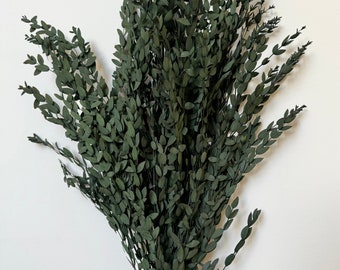 Preserved Dried Native Eucalyptus PARVIFOLIA Blue GUM Leave Branch Cut | Dried Floral Design | Natural Arrangment | Flowers Wedding Bouquet