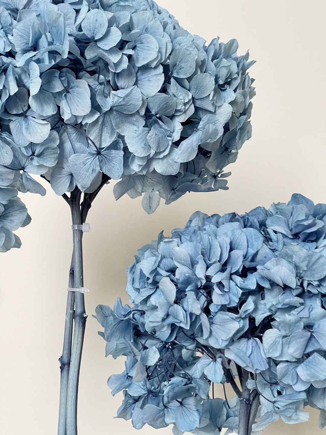 Dried Preserved Hydrangeas Large Head Ruffled Big Petals Dried Flower Floral Design BLUE DENIM