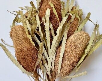 Preserved Dried Native XL Large Eucalyptus Ice RED GUM Leave Branch Cut ...