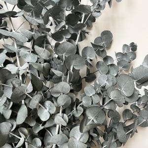 Preserved Dried Native XL Large Eucalyptus Ice BLUE GUM Leave Branch ...