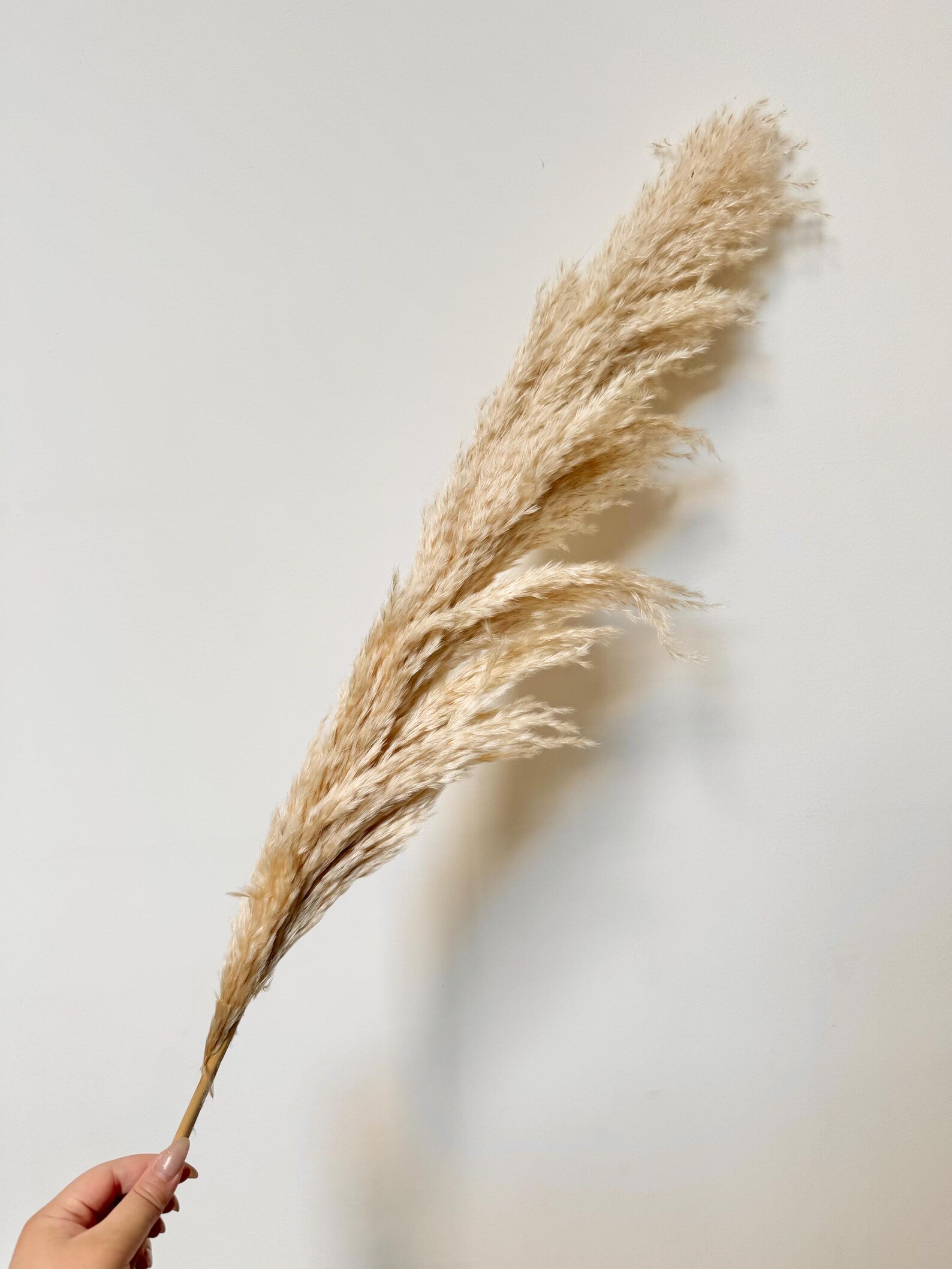 Preserved Natural XL Cream FLUFFY Reed Ferns Pampas Stem | Dried Flower ...