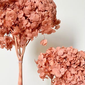 Dried Preserved Hydrangeas - Large Head - Ruffled Big Petals | Dried Flower Floral Design | PEACH CLAY