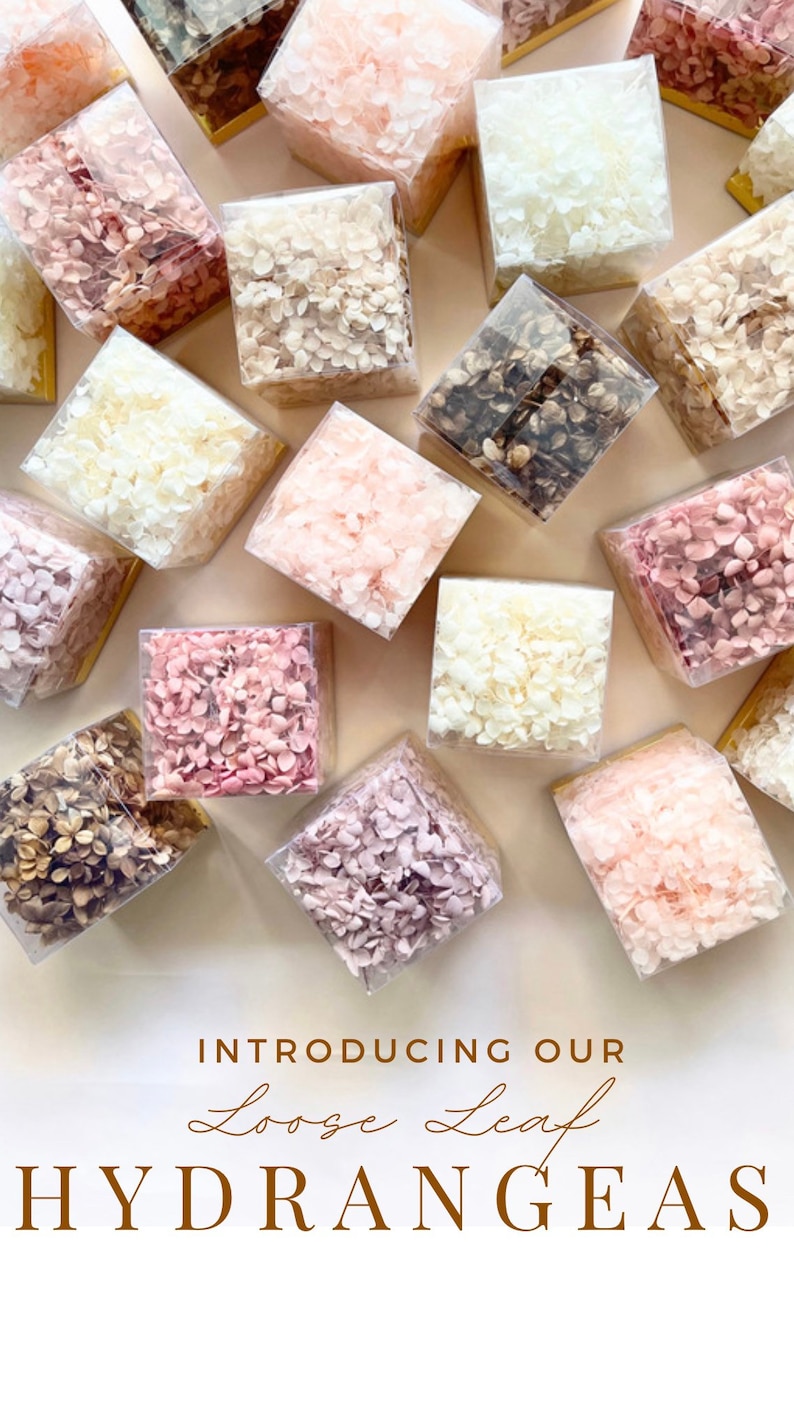 May include: An assortment of dried hydrangea flower petals in various colours, including white, pink, and brown, displayed in clear square boxes with gold trim. The boxes are arranged on a white surface. The text "Introducing our Loose Leaf HYDRANGEAS" is displayed below the boxes.