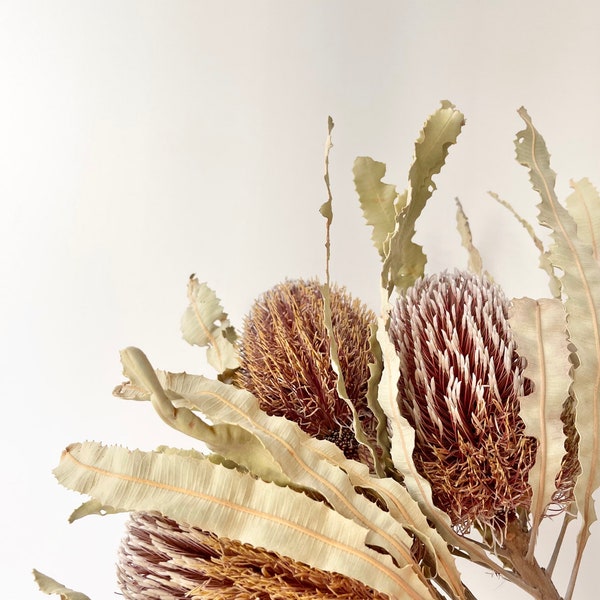 Dried Preserved Natural Australian Banksia - Menzies Plant Head | Dried Flower Floral Design | Boho Arrangement | DIY Dried Wedding Bouquet