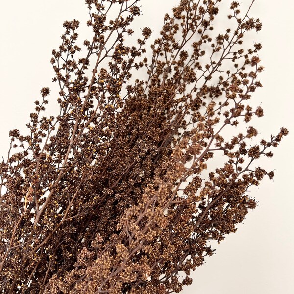 Preserved Dried Rustic Stringlia Sprigs Branches | Dried Flower Floral Design | Natural Arrangement | DIY Decoration