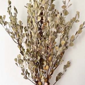 Preserved Dried Bunch of Native Australian Templetonia Dark Olive Colour Natural Arrangement DIY Flowers Wedding Bouquet Home Decor image 4