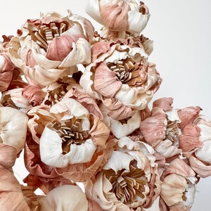 Könnte beinhalten: Ein Strauß getrockneter Sola-Holzblumen in Creme- und Hellbrauntönen. Die Blüten haben eine zarte, papierartige Textur und sind in einer Traube angeordnet.