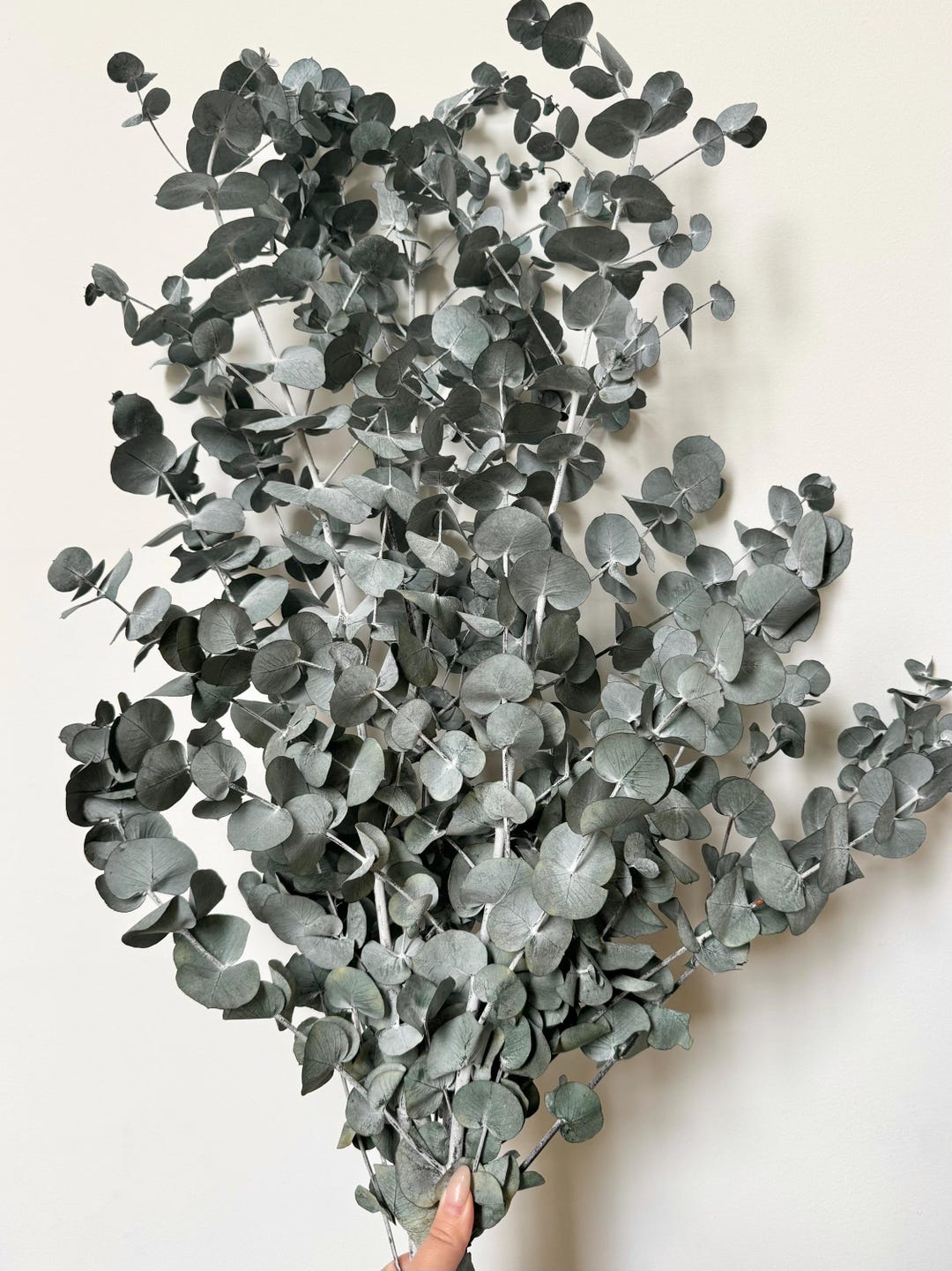 Preserved Dried Native XL Large Eucalyptus Ice BLUE GUM Leave Branch ...