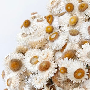 Preserved Dried Native Paper Daisies Bunch | White Cream | Natural Arrangement | DIY Dried Flowers Wedding Bouquet | Home Decor