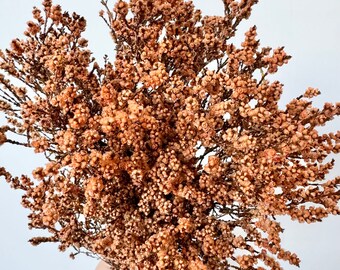 Preserved Dried Native Scholtzia Myrtaceae Plant Flowers | Dried Flower Floral Design | DIY Dried Flowers Wedding Bouquet - Peach Orange