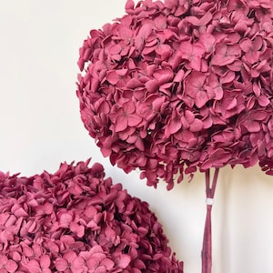 Konservierte Hortensien - Großer Kopf | Getrocknete Blume Blumenmuster | Natürliche Anordnung | DIY getrockneter Kranz - MIDNIGHT MERLOT