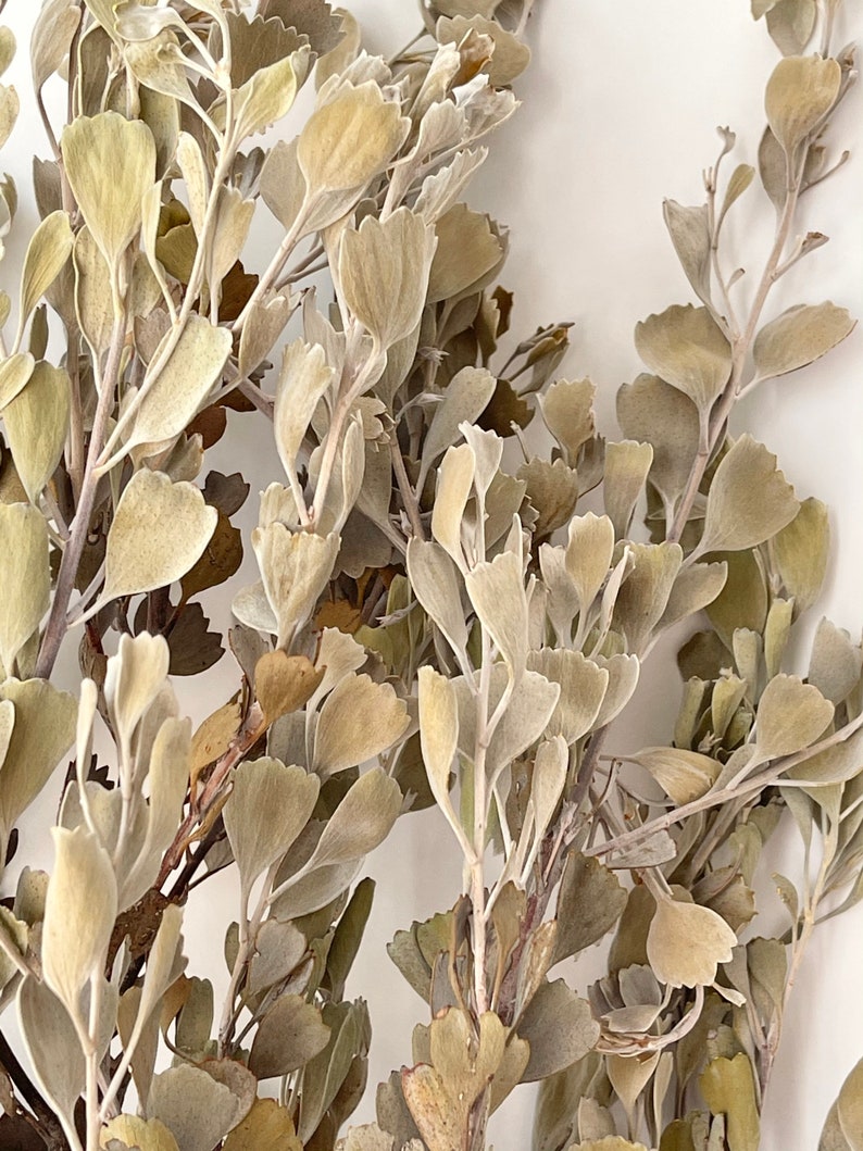 Preserved Dried Bunch of Native Australian Templetonia Dark Olive Colour Natural Arrangement DIY Flowers Wedding Bouquet Home Decor image 1