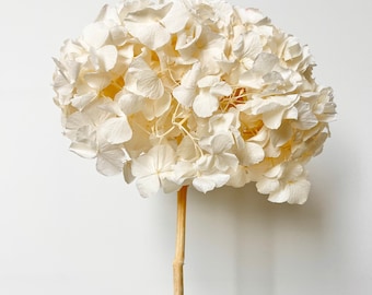 Large - Ivory Ruffle Leaves Hyd Head - Preserved Hydrangeas | Dried Flowers Floral Design | Natural Arrangement | DIY Wedding