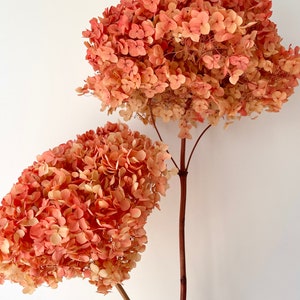 High Quality - LARGE Head - Preserved Hydrangeas - Autumn Fall Colours | Dried Flowers Floral Design | Natural Arrangement | DIY Wedding