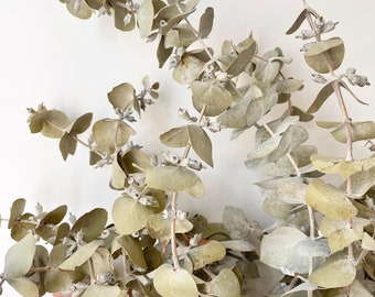Preserved Dried Native Eucalyptus Dollar GUM Leave Branch Cut Dried ...