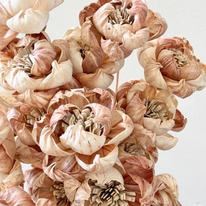 Könnte beinhalten: Ein Strauß getrockneter Blumen in Creme- und Brauntönen. Die Blumen haben eine zarte, papierartige Textur und sind in einem lockeren, natürlichen Stil angeordnet.