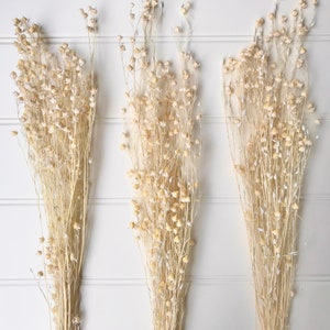 Może przedstawiać: Trzy wiązki suszonych kwiatów lnu w jasnobeżowym kolorze na białym, panelowym tle. Łodygi lnu są smukłe i delikatne, z małymi torebkami nasiennymi zgromadzonymi wzdłuż łodyg. Ogólna estetyka jest naturalna i rustykalna.