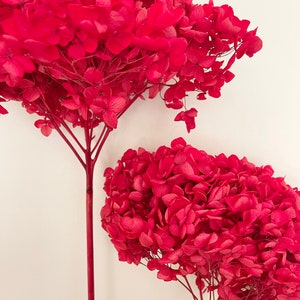 以下が含まれることがあります： ピンクの花が咲いた、乾燥させたアジサイの茎が2本。花は丸い形に集まっている。