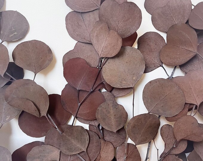 Preserved Dried Native Eucalyptus Chocolate Brown POLY GUM Leave Branch ...
