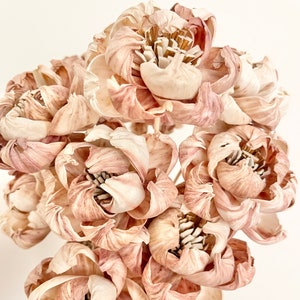 May include: A bouquet of dried flowers in shades of pink and white. The flowers are arranged in a cluster and have a delicate, textured appearance.