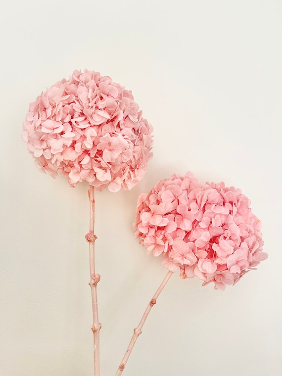 Dried Preserved Hydrangeas Large Head Ruffled Big Petals Dried