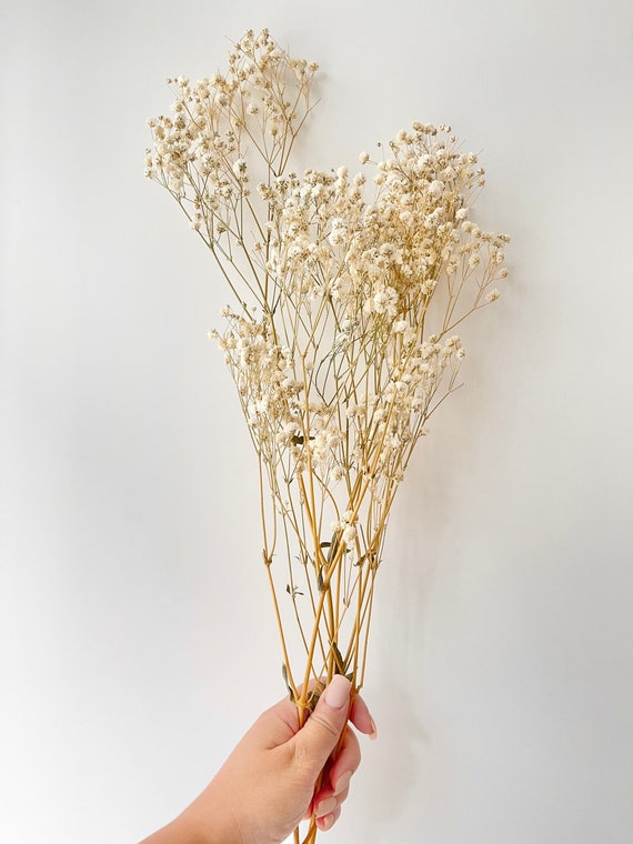 Great Choice Products 200 Pcs Dried Baby's Breath Flowers Preserved Baby's Breath Pressed Gypsophila Bouquet Natural Gypsophila Branches for Weddin