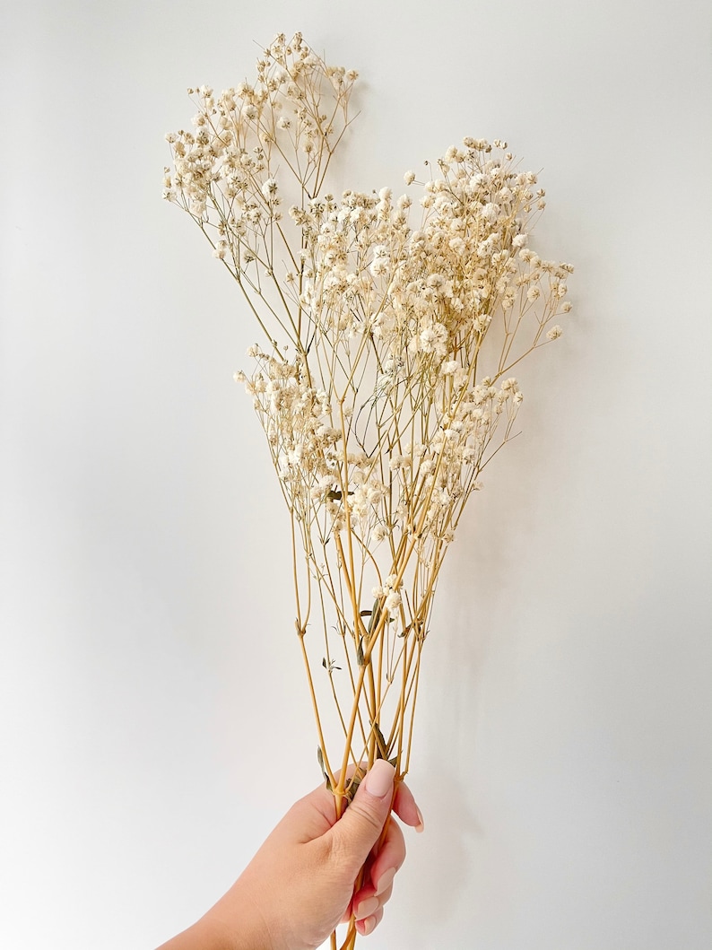 Preserved Natural BABY BREATHS Gypsophila Flower Stems Dried Flowers DIY Wedding Bouquet Boho Decor Crafts Arrangement Hamper Floral image 2