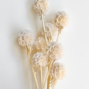 Preserved Pure Bleached White Scabiosa | Dried Floral Design | Natural Arrangment | DIY Flowers Wedding Bouquet | Home Decoration