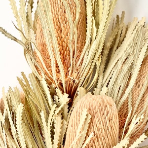 Dried Preserved Native Perfect BEIGE Banksia Hookerina Head - Short Stems | Flower Floral Design | Boho Arrangement | DIY Wedding Bouquet