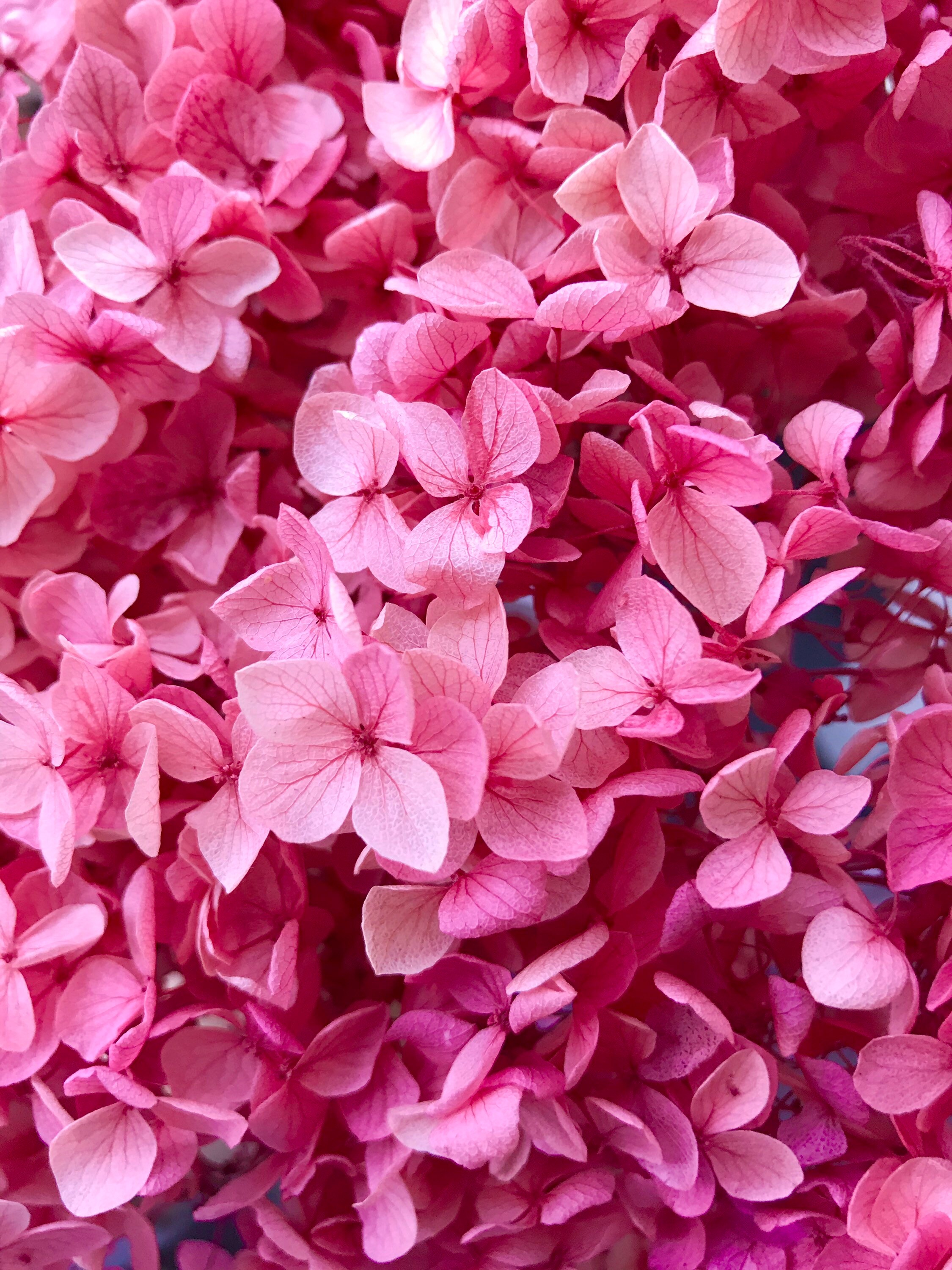 High Quality Preserved Hydrangeas Medium Head Dried Etsy