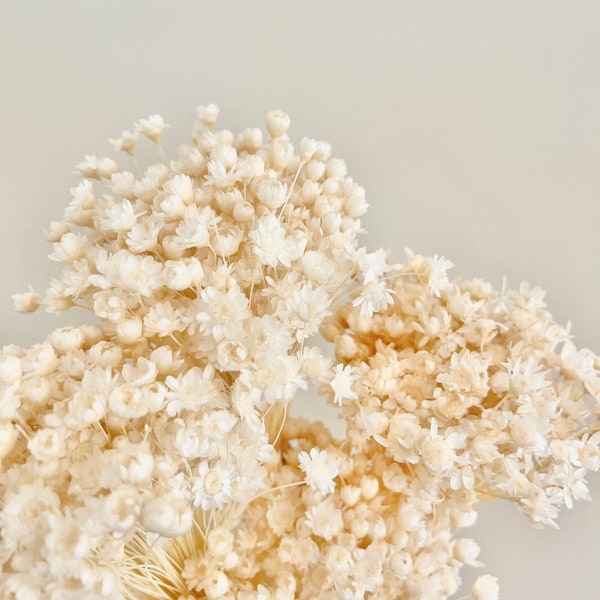 Bouquet de baby Daisy Grass séchées et stabilisées | Blanc crème | Composition naturelle | Bouquet de mariage de fleurs séchées à faire soi-même | Décoration d'intérieur