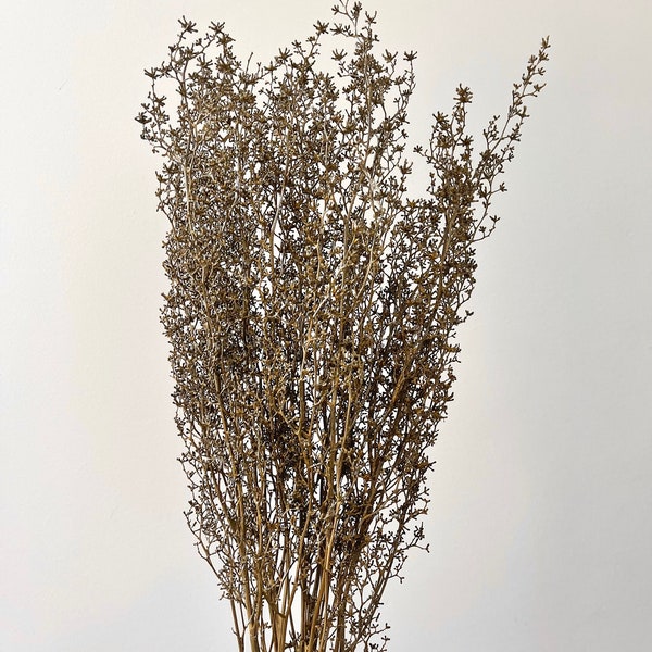 Branches de stringlia dorées rustiques séchées et stabilisées | Motif floral de fleurs séchées | Composition naturelle | Décoration DIY