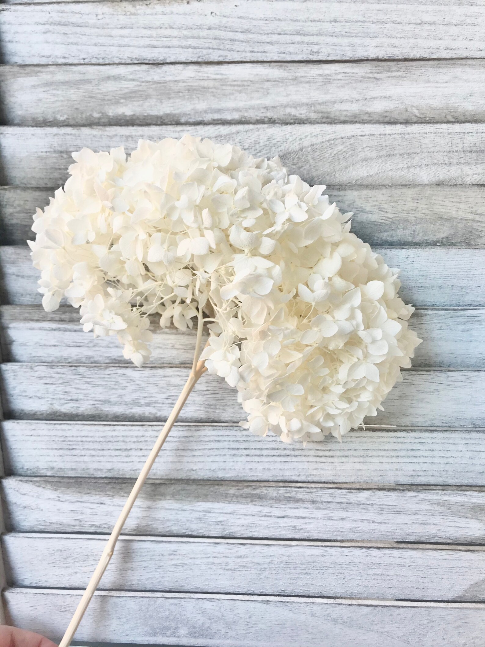 Dried Preserved Hydrangeas Medium Head WHITE Cream / BLACK Etsy
