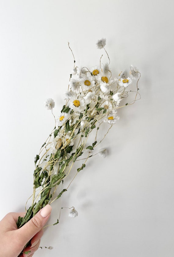 Dried White Daisies / Dried Rodanthe Natural / Rustic Home Decor / Rustic  Wedding Decoration