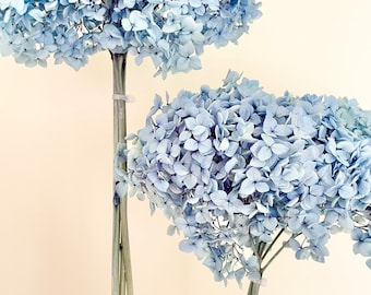 Getrocknete konservierte Hortensien - großstieliger Kopf - hohe Qualität | Getrocknete Blume Blumenmuster | Natürliche Anordnung | Blaubeere DENIM