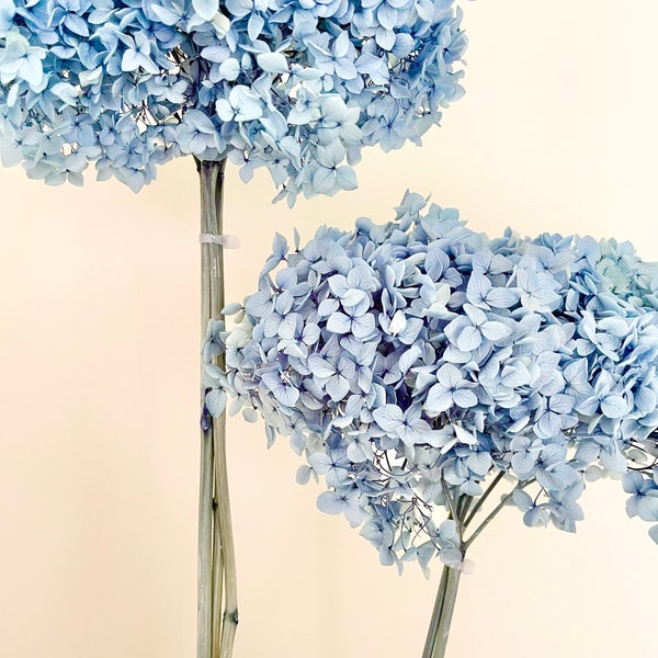 Dried Preserved Hydrangeas - Large Stemmed Head - High Quality | Dried Flower Floral Design | Natural Arrangement | Blueberry DENIM