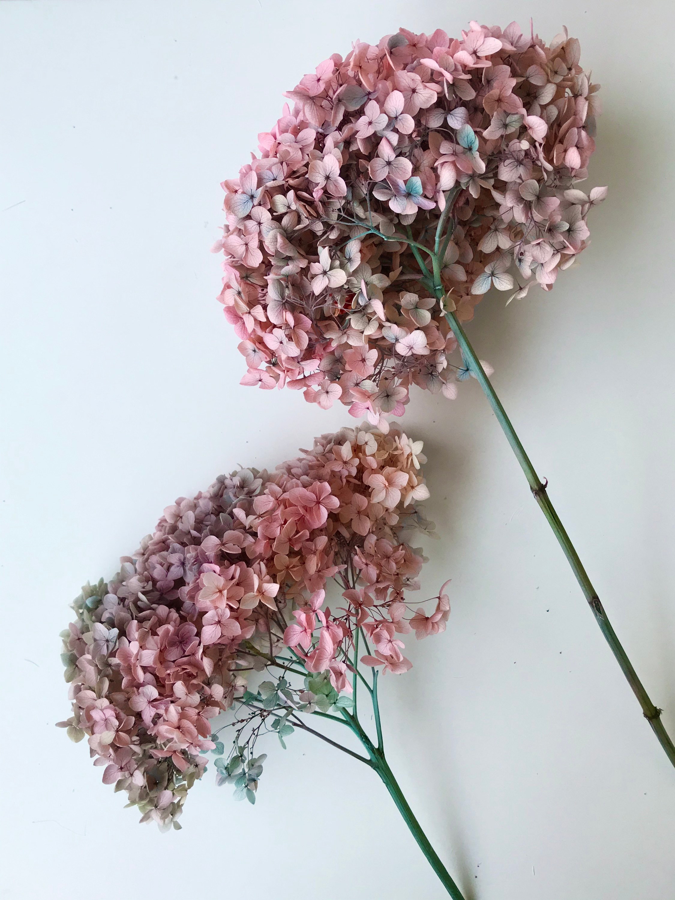 High Quality Preserved Hydrangeas Medium Head Dried Etsy