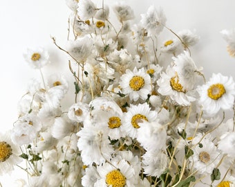 Preserved Dried Bunch of Rodanthe Daisies Grass | White Neutral | Natural Arrangement | DIY Dried Flowers Wedding Bouquet | Home Decor