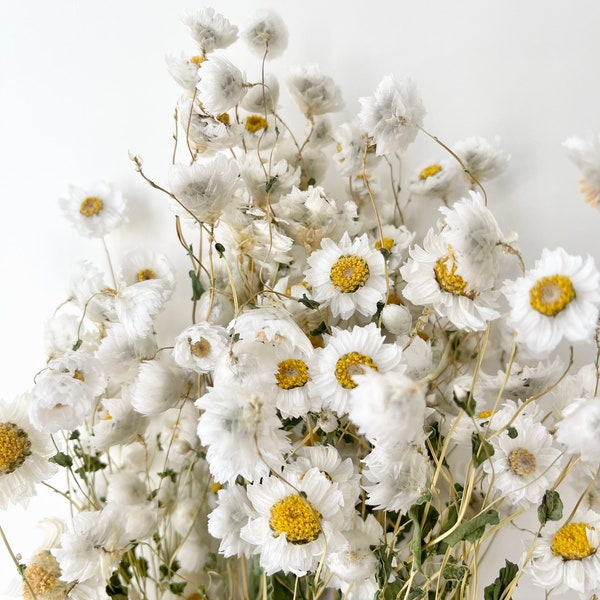 Preserved Dried Bunch of Rodanthe Daisies Grass | White Neutral | Natural Arrangement | DIY Dried Flowers Wedding Bouquet | Home Decor