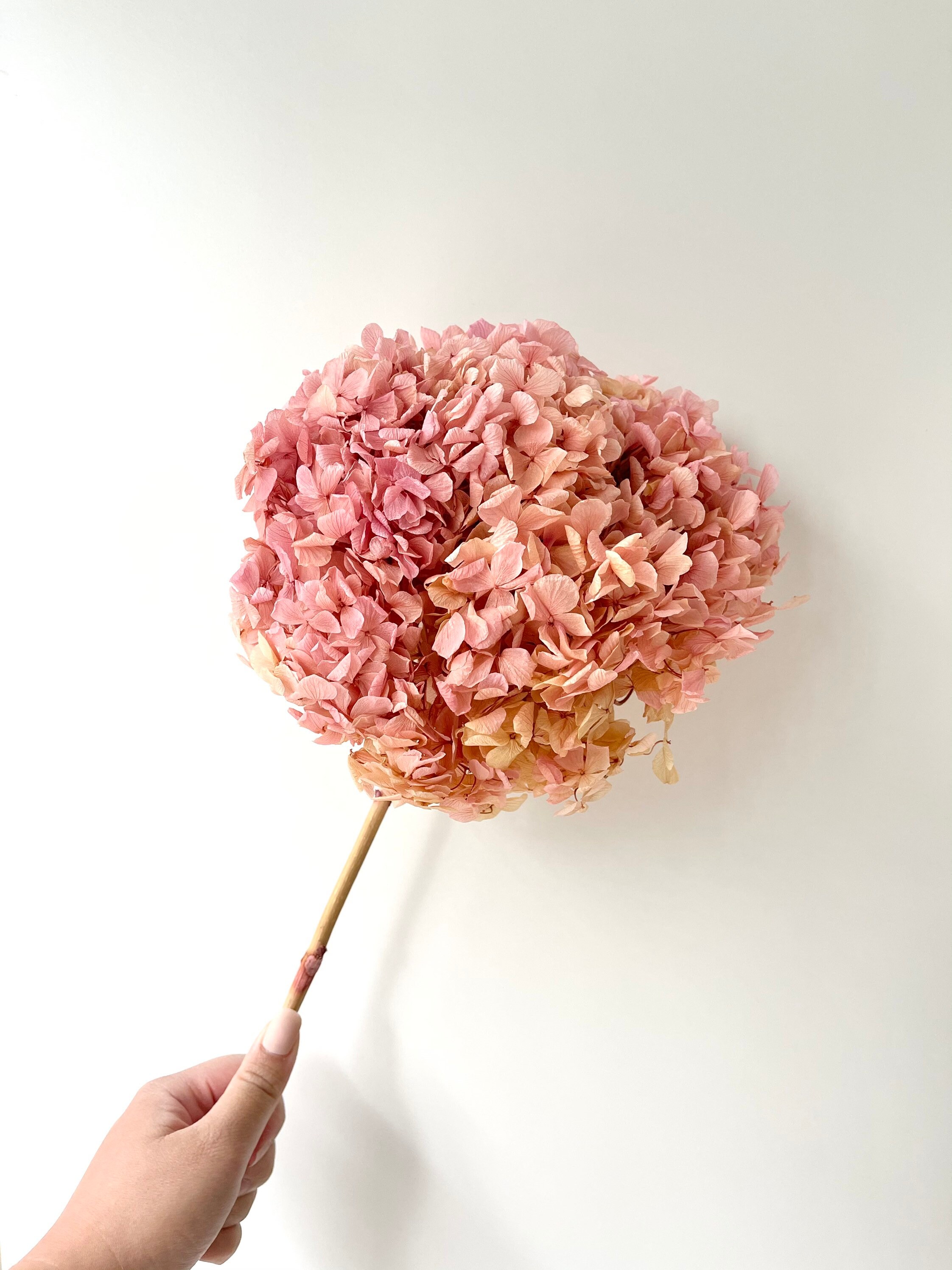 Dried Preserved Hydrangeas Xlarge Head Ruffled Big Petals Etsy