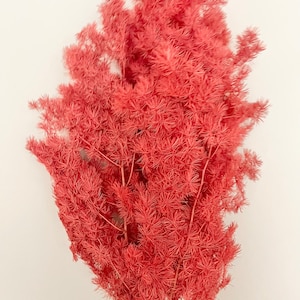 Valentines Edition - Preserved Ming Ferns - Bright Red Crimson Colour - Small & Large Size Cut | Dried Flower Floral Design | DIY Bouquet